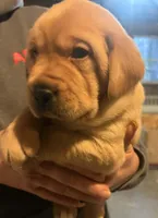Tyson, a male Labrador Retriever for sale in Litchfield, ME – 2 of 4