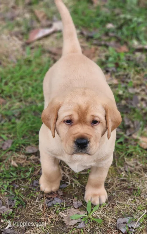 Tyson – Labrador Retriever puppy for sale in Litchfield, ME