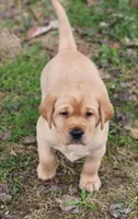 Tyson, a male Labrador Retriever for sale in Litchfield, ME – 1 of 6
