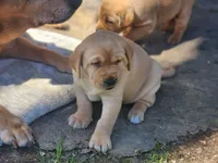 Tyson, a male Labrador Retriever for sale in Litchfield, ME – 2 of 6
