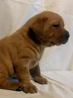 Penny, a female Labrador Retriever for sale in Litchfield, ME – 3 of 3