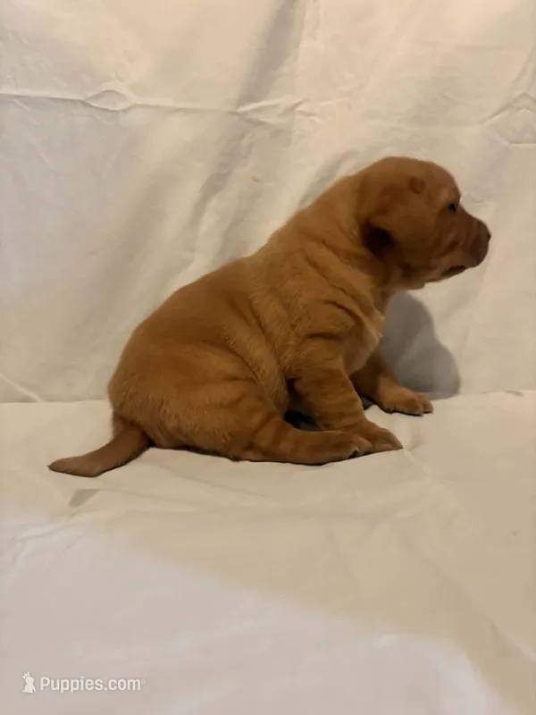 Penny – Labrador Retriever puppy for sale in Litchfield, ME