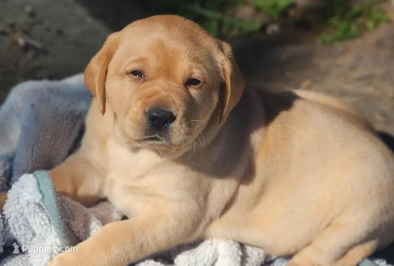 Penny – Labrador Retriever puppy for sale in Litchfield, ME