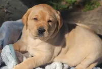 Penny, a female Labrador Retriever for sale in Litchfield, ME – 1 of 3