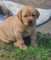 Penny, a female Labrador Retriever for sale in Litchfield, ME – 2 of 3