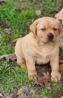 Penny, a female Labrador Retriever for sale in Litchfield, ME – 3 of 3