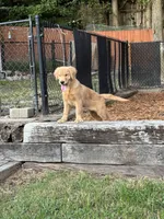 Golden Retriver , a male English Cream Golden Retriever for sale in Lawrenceville, GA – 5 of 6