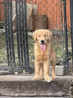 Golden Retriver , a male English Cream Golden Retriever for sale in Lawrenceville, GA – 2 of 6