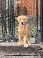 Golden Retriver , a male English Cream Golden Retriever for sale in Lawrenceville, GA – 6 of 6