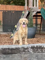 Golden Retriver , a male English Cream Golden Retriever for sale in Lawrenceville, GA – 4 of 6