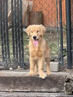 Golden Retriver , a male English Cream Golden Retriever for sale in Lawrenceville, GA – 1 of 6