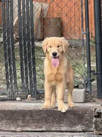 Golden Retriver , a male English Cream Golden Retriever for sale in Lawrenceville, GA – 3 of 6