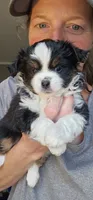 River, a female Toy Australian Shepherd for sale in Salem, OR – 4 of 9