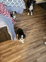 Raven, a female Toy Australian Shepherd for sale in Salem, OR – 3 of 9