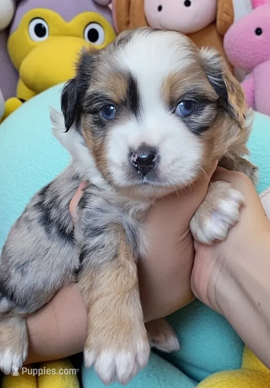 Ares – Toy Australian Shepherd puppy for sale in Salem, OR