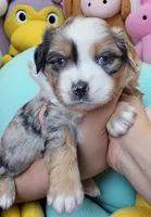 Ares, a male Toy Australian Shepherd for sale in Salem, OR – 1 of 5