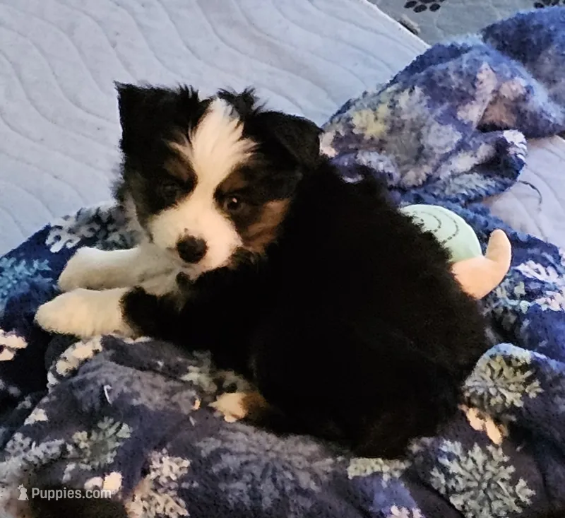 Ivar – Toy Australian Shepherd puppy for sale in Salem, OR