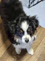 Raven, a female Toy Australian Shepherd for sale in Salem, OR – 1 of 9
