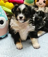 Hunter, a male Toy Australian Shepherd for sale in Salem, OR – 2 of 5