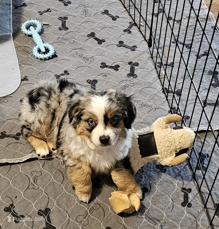 Ares – Toy Australian Shepherd puppy for sale in Salem, OR