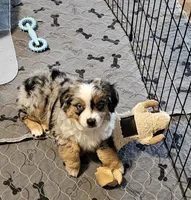 Ares, a male Toy Australian Shepherd for sale in Salem, OR – 1 of 9
