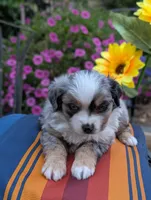 Ares, a male Toy Australian Shepherd for sale in Salem, OR – 6 of 9