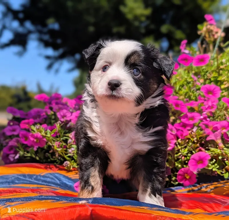 Astrid – Toy Australian Shepherd puppy for sale in Salem, OR