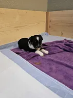 Artemis , a female Toy Australian Shepherd for sale in Salem, OR – 3 of 6
