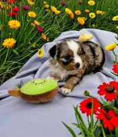 Athena, a female Toy Australian Shepherd for sale in Salem, OR – 2 of 7
