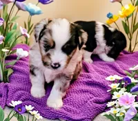 Appolo , a male Toy Australian Shepherd for sale in Salem, OR – 2 of 6