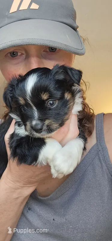 Artemis  – Toy Australian Shepherd puppy on hold in Salem, OR
