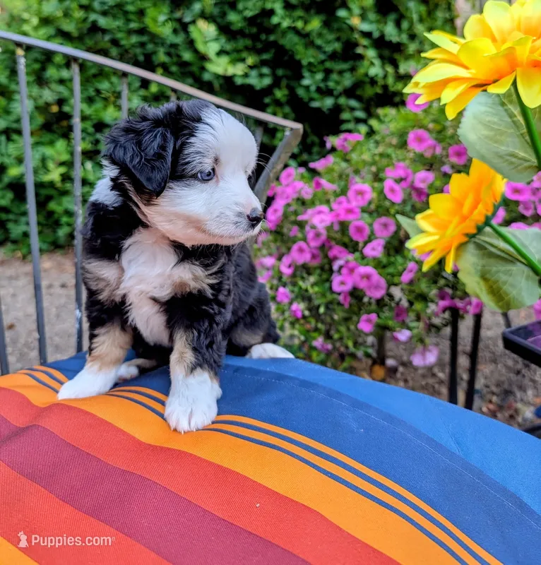 Rowan – Toy Australian Shepherd puppy for sale in Salem, OR