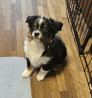 Hunter, a male Toy Australian Shepherd for sale in Salem, OR – 2 of 10