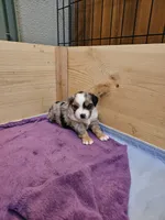 Ares, a male Toy Australian Shepherd for sale in Salem, OR – 2 of 5