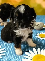 Clover, a female Toy Australian Shepherd for sale in Salem, OR – 2 of 4