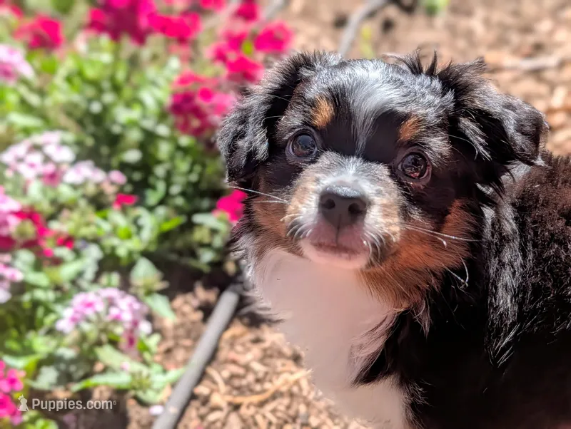 Hunter – Toy Australian Shepherd puppy for sale in Salem, OR