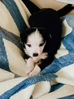 processed/8aff6e41-d026-4862-9c37-9628b3fb5b6d/listing/2773eb81-d73c-42d5-97fe-05e808068413/ccbf6640-31c6-4de8-a777-099ae77433a6