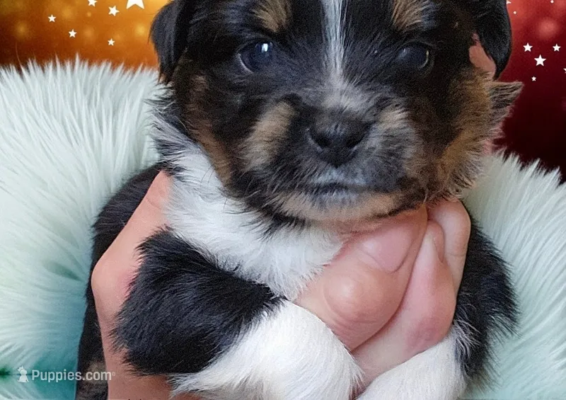 Artemis  – Toy Australian Shepherd puppy for sale in Salem, OR