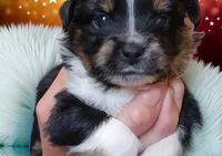 Artemis , a female Toy Australian Shepherd for sale in Salem, OR – 1 of 6