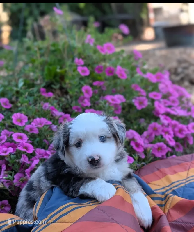 Bjorn – Toy Australian Shepherd puppy for sale in Salem, OR