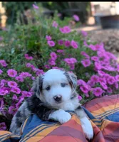 Bjorn, a male Toy Australian Shepherd for sale in Salem, OR – 3 of 7