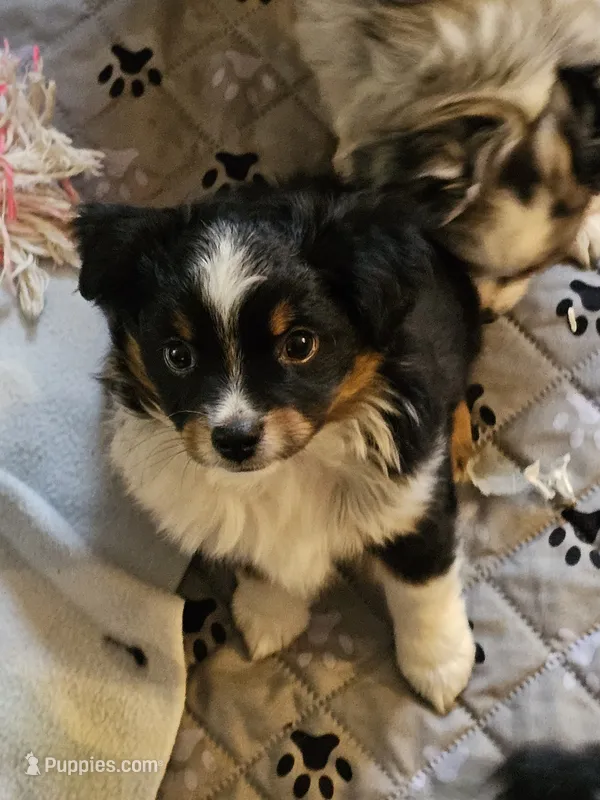Hunter – Toy Australian Shepherd puppy for sale in Salem, OR
