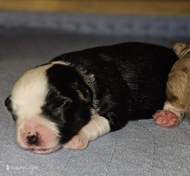 Frost – Toy Australian Shepherd puppy for sale in Salem, OR