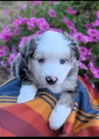 Bjorn, a male Toy Australian Shepherd for sale in Salem, OR – 1 of 7