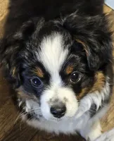 Raven, a female Toy Australian Shepherd for sale in Salem, OR – 2 of 9