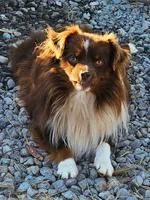 Athena , a female Toy Australian Shepherd for sale in Salem, OR – 8 of 8