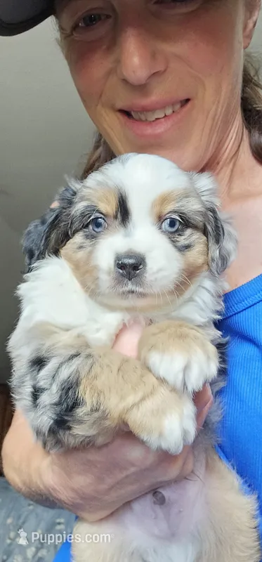 Ares – Toy Australian Shepherd puppy for sale in Salem, OR