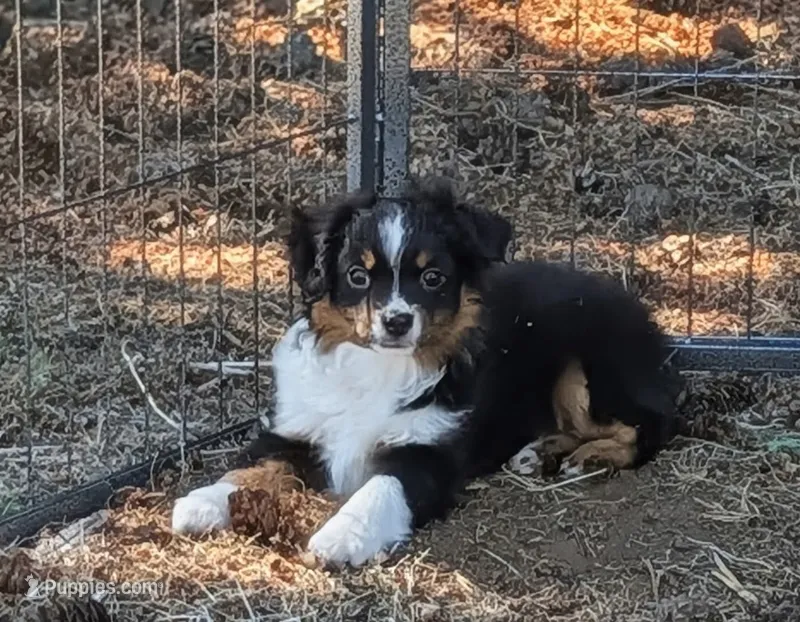 Hunter – Toy Australian Shepherd puppy for sale in Salem, OR