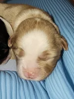 Cinder, a male Toy Australian Shepherd for sale in Salem, OR – 1 of 4