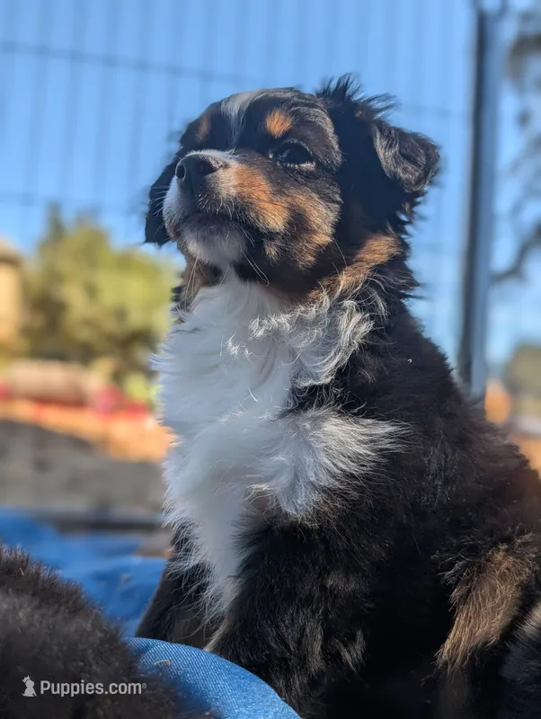 Hunter – Toy Australian Shepherd puppy for sale in Salem, OR